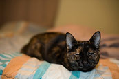 Sleepy Mixi (aka Torpedo Cat)